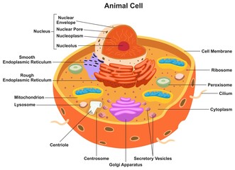 Animal cell parts and structure infographic diagram for biology science education cartoon vector drawing nucleus golgi apparatus reticulum mitochondria ribosome 3d illustration prokaryotic unicellular