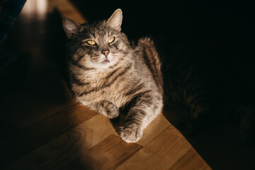 The portrait of beautiful striped cat laying on the floor at the sun. Cute pet at home. dark shadows. Home grey animal. 