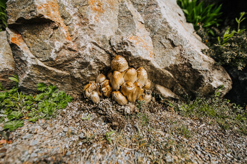 Wild brown edible Chlorophyllum brunneum mushrooms grow in nature under a stone in the park. Photography of nature.