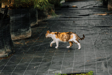 A beautiful striped curious cat walks in nature. Photo of an animal.