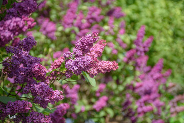 Blooming purple lilac tree against the blue sky.