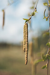 Naklejka premium blooming fruit trees, close-up of young buds, vegetation in Podlasie