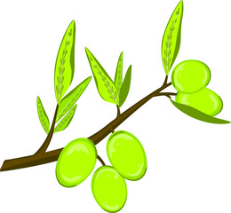 green olives on branch