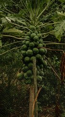 fresh papaya on tree / raw green papaya tropical fruit on tree nature background