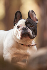 little french bulldog posing in the forest