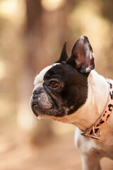 little french bulldog posing in the forest