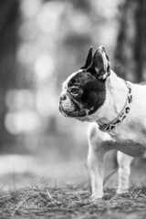 little french bulldog posing in the forest