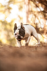 little french bulldog posing in the forest