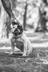 little french bulldog posing in the forest