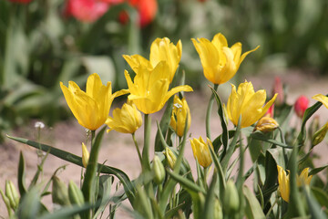 Bright yellow Lily-flowered tulip flowers in spring garden