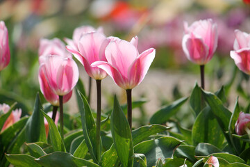 Obraz premium Bright pink tulip flowers in spring garden
