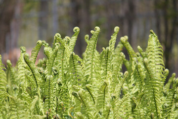 Young green fronds of Ostrich fern (Matteuccia struthiopteris) close-up in spring garden