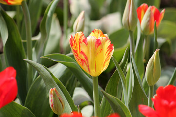Tulip broken by viruses. Variegated colors produced by Tulip Breaking Virus (mosaic virus)