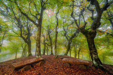 Bench in the woods