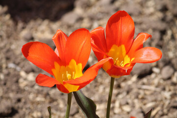 Bright orange Fosteriana (Emperor) tulip two flowers in spring garden