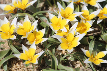 Obraz premium Flowering Tulip Tarda (Dasystemon) with white-yellow flowers in spring garden