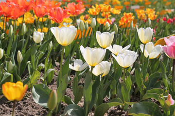 Obraz premium Bright white tulip flowers in spring garden