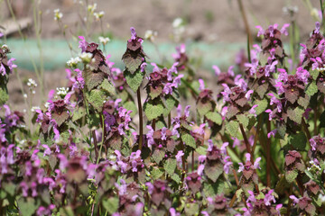Flowering purple dead-nettle (Lamium purpureum) plants in garden. May, Belarus