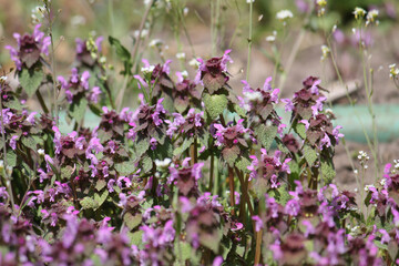 Flowering purple dead-nettle (Lamium purpureum) plants in garden. May, Belarus
