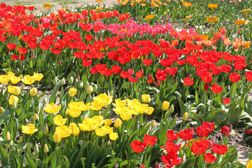 Abundant flowering of yellow, red and pink tulips in spring garden. Bright field of tulip flowers