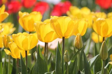 Obraz premium Bright yellow tulip flowers in spring garden