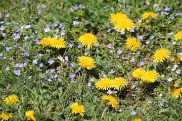 Yellow flowers of Dandelion (Taraxacum officinale) with blue flowers of speedwell (Veronica) plant and green grass in garden