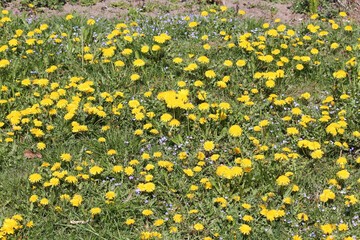 Field of dandelions yellow flowers and green grass in garden. May, Belarus