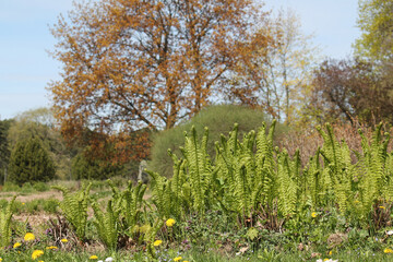 Young green fronds of Ostrich fern (Matteuccia struthiopteris) in spring garden