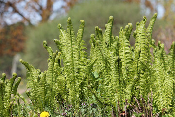 Young green fronds of Ostrich fern (Matteuccia struthiopteris) close-up in spring garden
