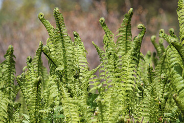 Young green fronds of Ostrich fern (Matteuccia struthiopteris) close-up in spring garden