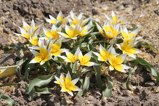 Flowering Tulip Tarda (Dasystemon) with white-yellow flowers in spring garden