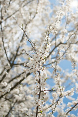 blooming fruit trees, close-up of white flowers, vegetation in Podlasie