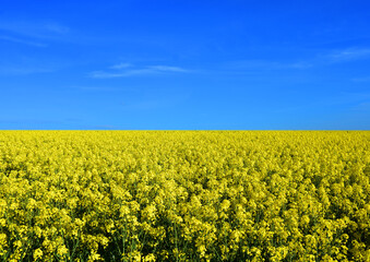 yellow field with rapeseed oil and blue sky