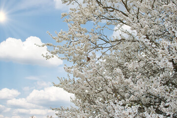 blooming fruit trees, close-up of white flowers, vegetation in Podlasie