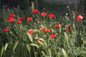 Papaveri Rossi