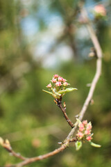 blooming fruit trees, close-up of white flowers, vegetation in Podlasie