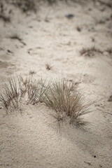 amazing podlasie, sandy beach near the river Narew in podlaskie voivodeship