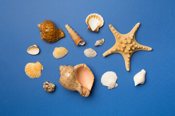 Sea shells on color background, top view. Summer concept