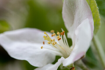 Closeup view of pollen of an apple tree flower