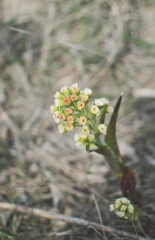 blooming fruit trees, close-up of young buds, vegetation in Podlasie
