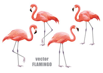 Flamingo collection. Vector isolated elements on the white background.