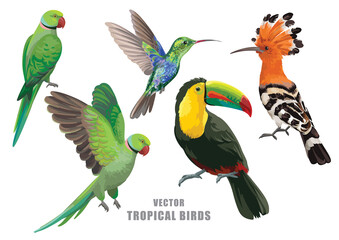 Tropical birds collection. Vector isolated elements on the white background.