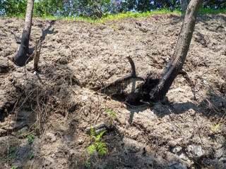 Tree roots and dry ground. Sand. Earth slope.