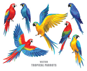 Tropical parrots collection. Vector isolated elements on the white background. - obrazy, fototapety, plakaty