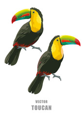 Set with toucans. Vector isolated elements on the white background.