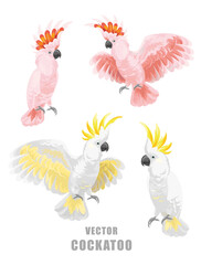 Set with cockatoos. Vector isolated elements on the white background.