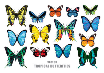 Fototapeta Tropical butterflies set. Vector isolated elements on the white background. obraz