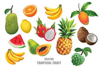 Tropical fruits set. Vector isolated elements on the white background.