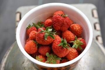 Harvesting strawberries in the vegetable garden. It is planted in October and blooms in March of the following year and is harvested from May to June.