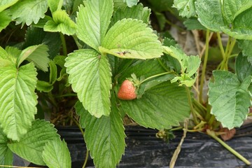 Harvesting strawberries in the vegetable garden. It is planted in October and blooms in March of the following year and is harvested from May to June.